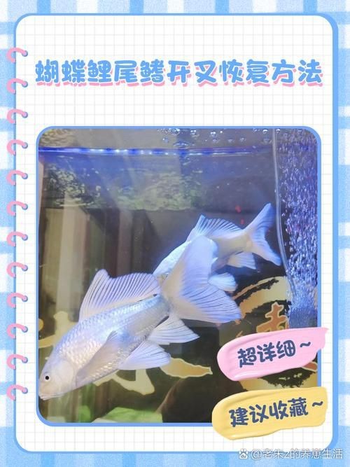 鰓蓋爛洞后魚還能活多久，如何判斷魚的鰓蓋爛洞病的嚴重程度？