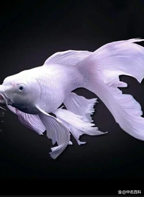 蝴蝶鯉反祖魚圖片