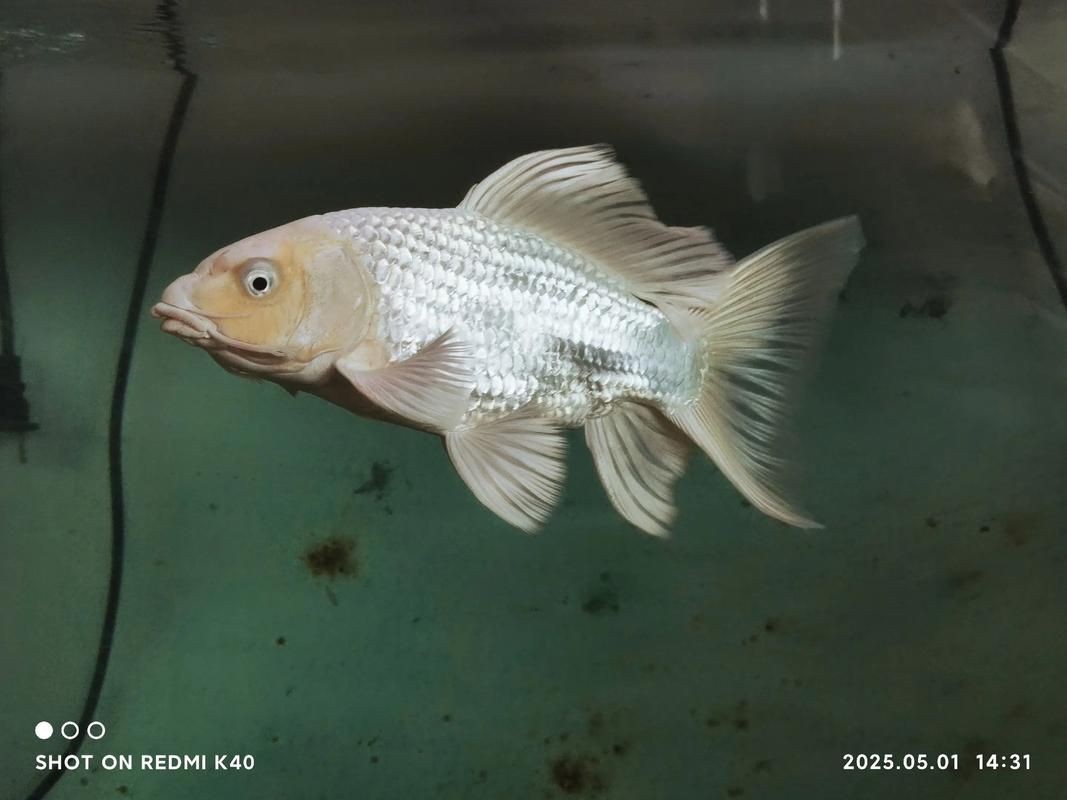蝴蝶鯉反祖魚圖片