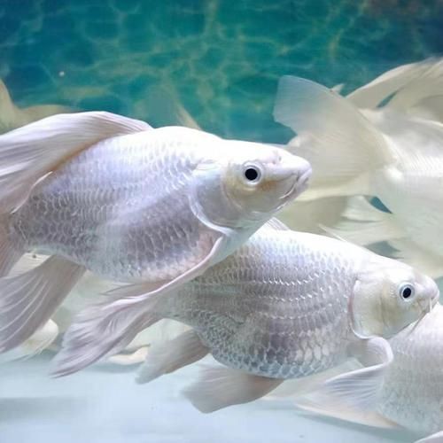 蝴蝶鯉反祖魚圖片
