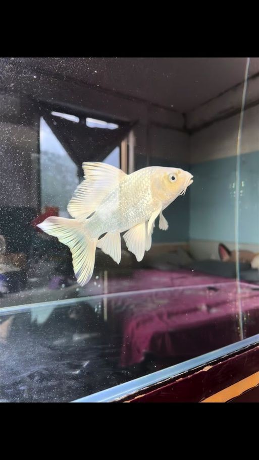 蝴蝶鯉反祖魚圖片