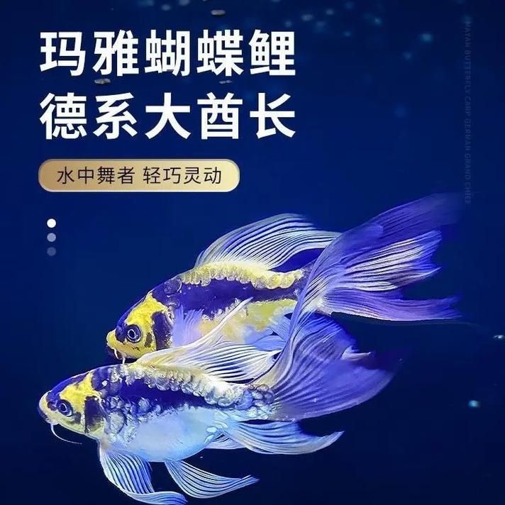 蝴蝶鯉反祖魚圖片
