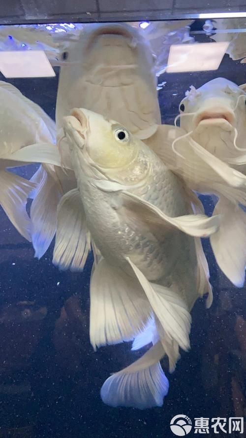 蝴蝶鯉反祖魚圖片