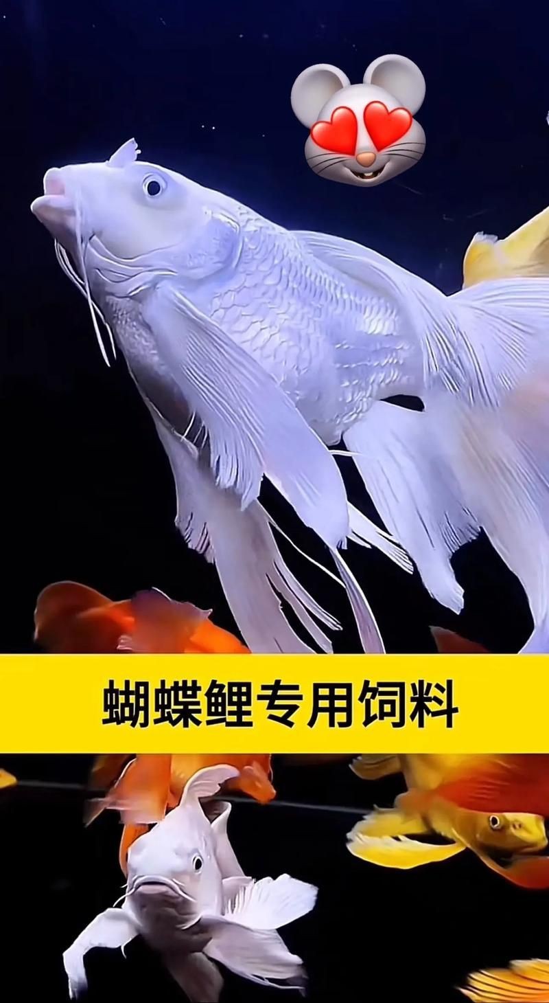蝴蝶鯉反祖魚圖片