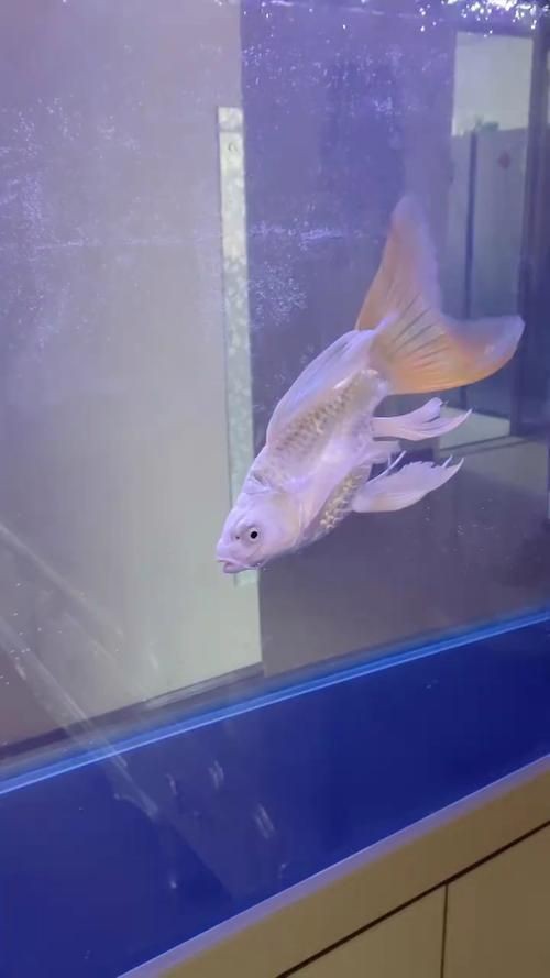 蝴蝶鯉反祖魚圖片
