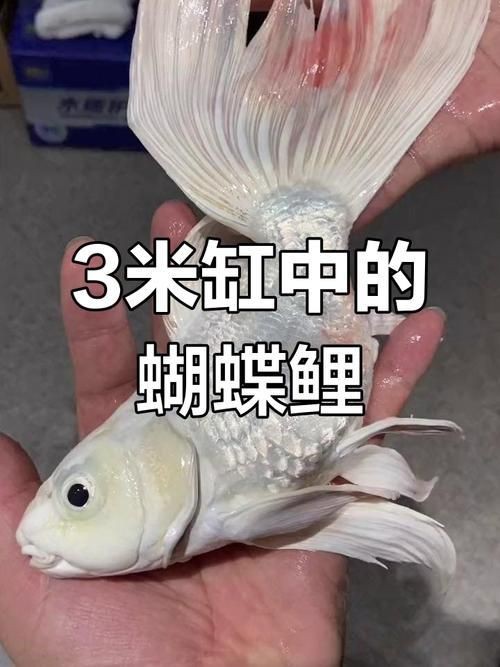 蝴蝶鯉反祖魚圖片