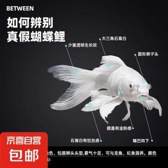 蝴蝶鯉反祖魚圖片
