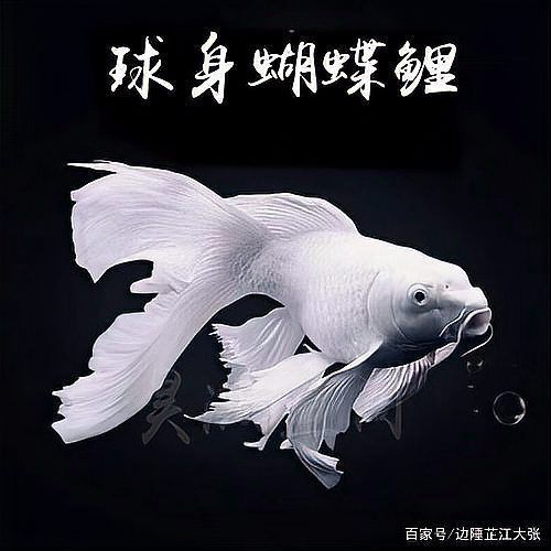 蝴蝶鯉反祖魚圖片
