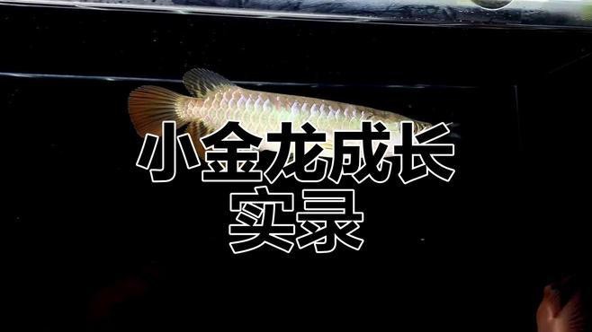 如何拍攝金龍苗的標準照片？