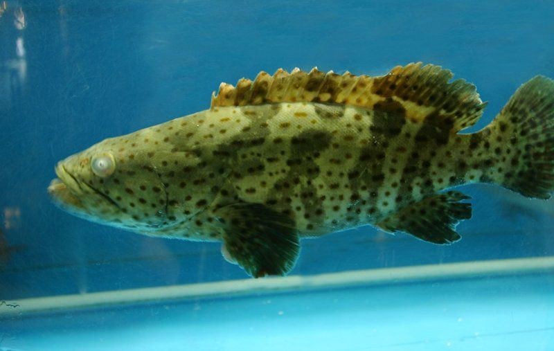 紅老虎魚適合混養(yǎng)