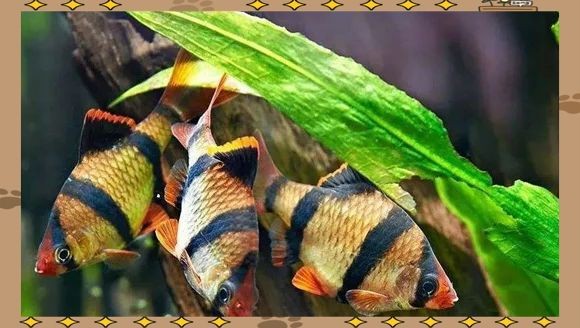 紅老虎魚適合混養(yǎng)