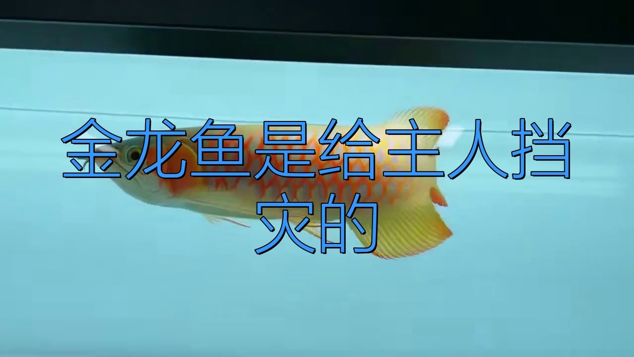龍魚擋災(zāi)是否有科學(xué)依據(jù)？