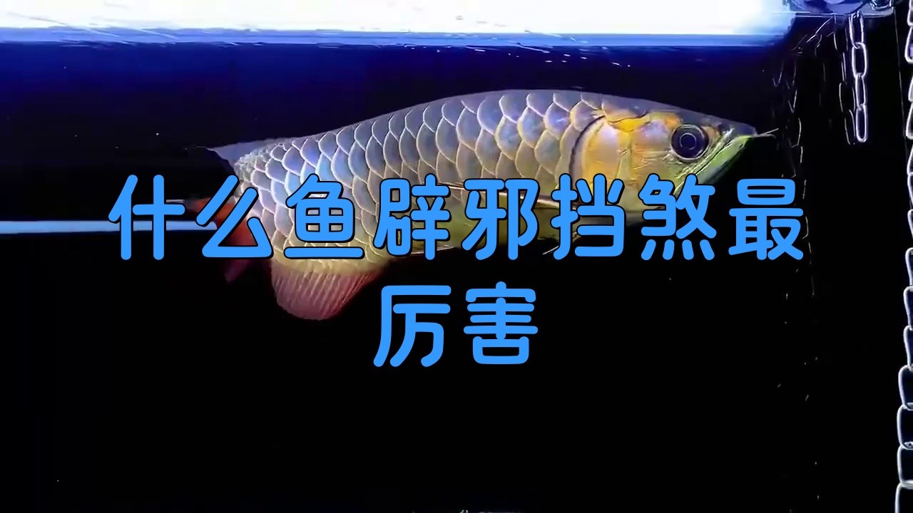 龍魚擋災(zāi)是否有科學(xué)依據(jù)？