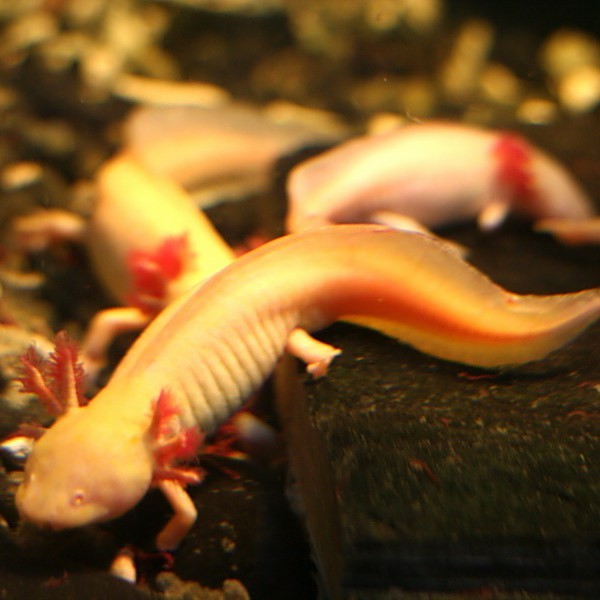 成年六角恐龍魚有多大 成年六角恐龍魚有多大 龍魚百科 第3張