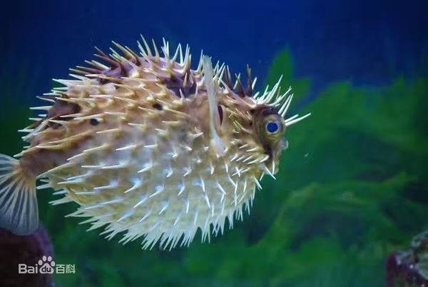 福鼓魚和河豚的區別 福鼓魚和河豚的區別 龍魚論壇 第1張