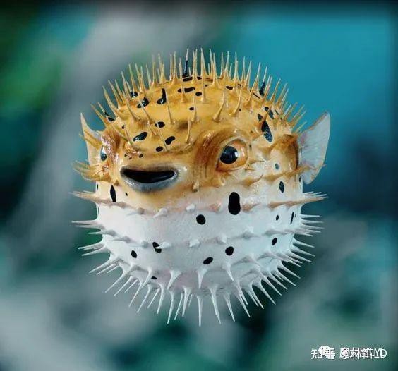 福鼓魚和河豚的區別 福鼓魚和河豚的區別 龍魚論壇 第10張