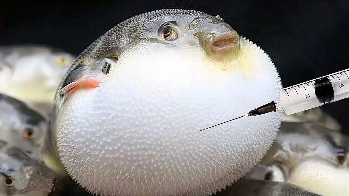 福鼓魚和河豚的區別 福鼓魚和河豚的區別 龍魚論壇 第6張