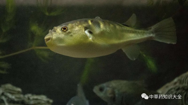 福鼓魚和河豚的區別 福鼓魚和河豚的區別 龍魚論壇 第8張