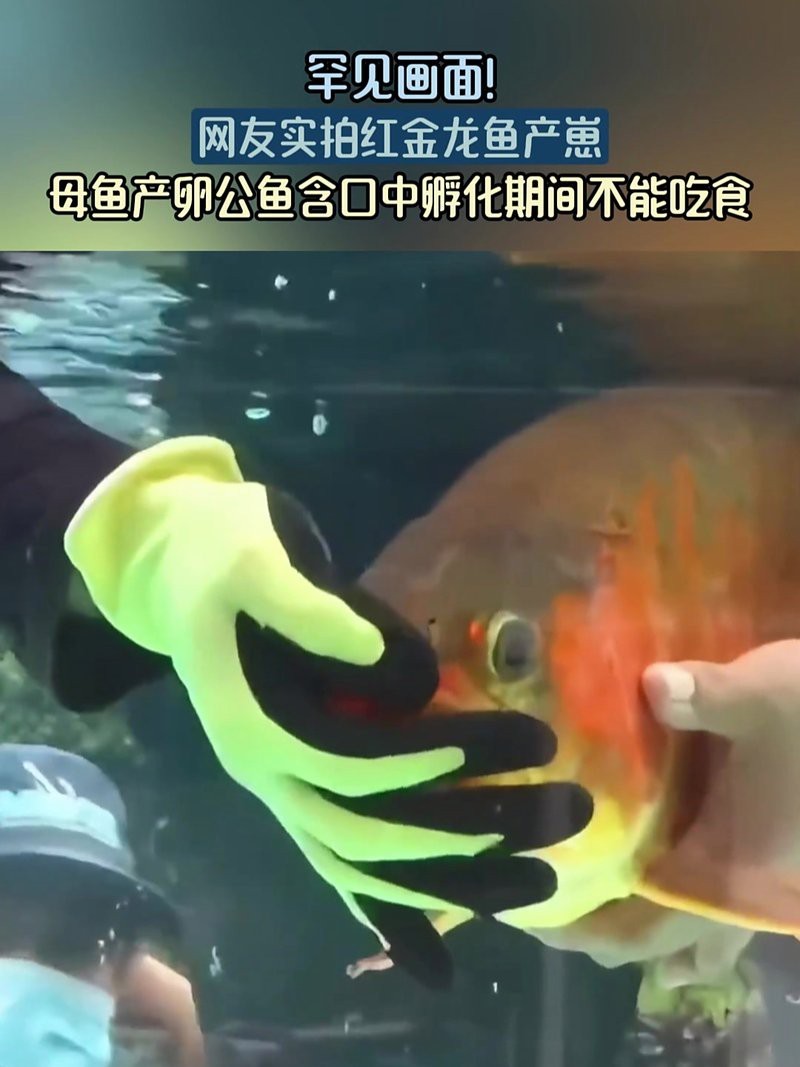 紅金龍魚繁殖的成功率有多高？