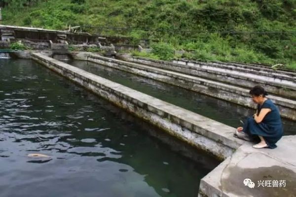 飛鳳魚常見疾病預防：如何判斷飛鳳魚是否健康,飛鳳魚疾病早期癥狀識別
