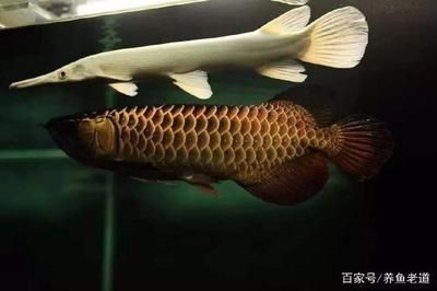 金龍魚喂什么上色快：如何讓金龍魚快速上色 金龍魚喂什么上色快：如何讓金龍魚快速上色 龍魚百科 第2張