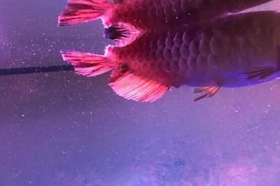 金龍魚喂什么上色快：如何讓金龍魚快速上色 金龍魚喂什么上色快：如何讓金龍魚快速上色 龍魚百科 第5張