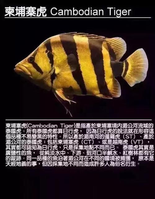 虎魚最貴三個品種圖片及價格表 龍魚論壇 第10張 虎魚最貴三個品種圖片及價格表 虎魚最貴三個品種圖片及價格表 龍魚論壇 第10張