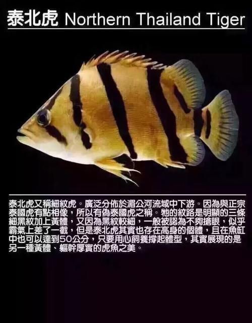 虎魚最貴三個品種圖片及價格表 龍魚論壇 第11張 虎魚最貴三個品種圖片及價格表 虎魚最貴三個品種圖片及價格表 龍魚論壇 第11張