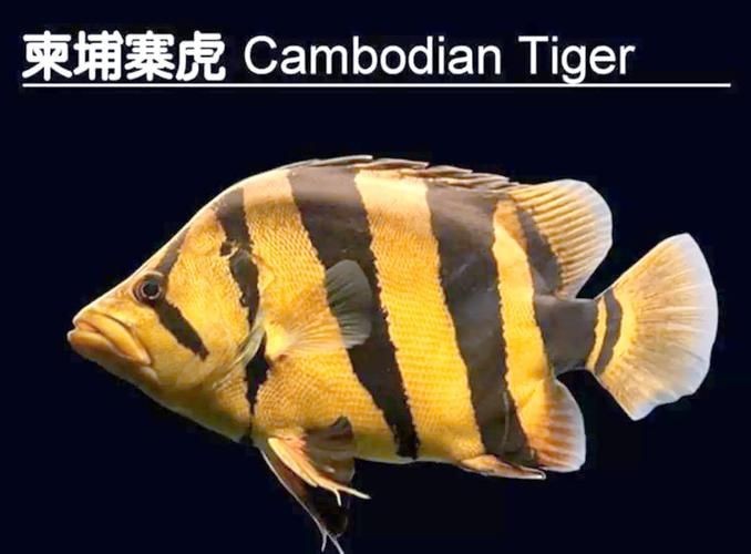 虎魚最貴三個品種圖片及價格表 龍魚論壇 第15張 虎魚最貴三個品種圖片及價格表 虎魚最貴三個品種圖片及價格表 龍魚論壇 第15張