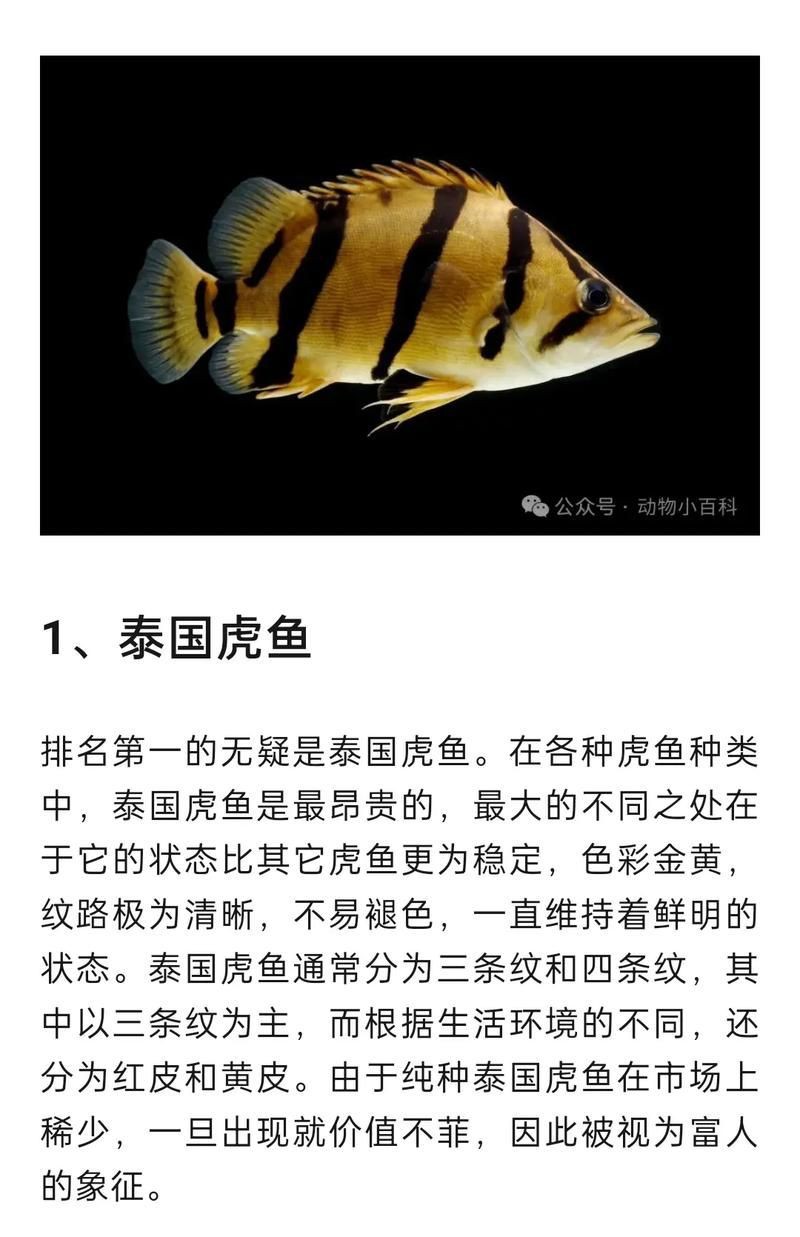 虎魚最貴三個品種圖片及價格表 龍魚論壇 第18張 虎魚最貴三個品種圖片及價格表 虎魚最貴三個品種圖片及價格表 龍魚論壇 第18張