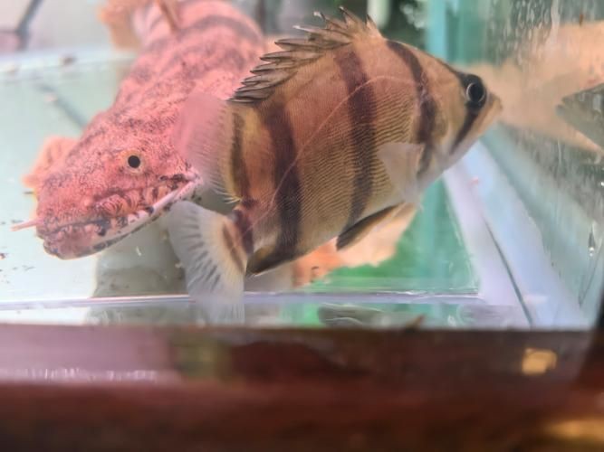 虎魚最貴三個品種圖片及價格表 龍魚論壇 第21張 虎魚最貴三個品種圖片及價格表 虎魚最貴三個品種圖片及價格表 龍魚論壇 第21張
