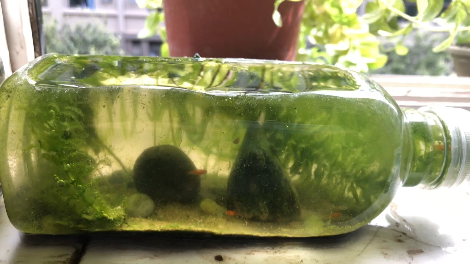 觀景小魚缸的選擇和養護：觀景小魚缸養觀景小魚缸養護觀景小魚缸怎么選魚缸