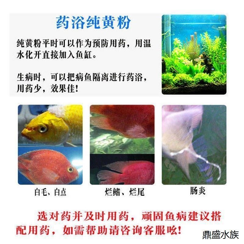 水霉病魚缸消毒指南：得過水霉病的魚缸消毒后如何養魚高錳酸鉀消毒注意事項