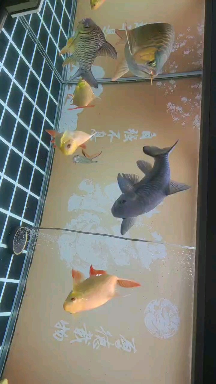 換水打卡……