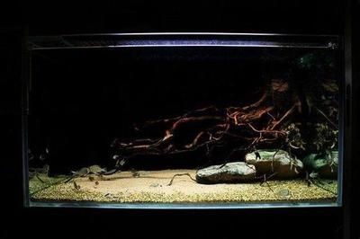 老外的鼠魚缸造景視頻：老外的鼠魚缸造景視頻詳情