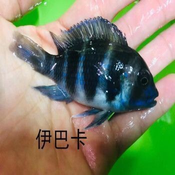 伊巴卡魚混養注意事項：伊巴卡魚在混養時需要注意多個方面以確保它們能夠與其他魚類和諧共處 伊巴卡魚混養注意事項：伊巴卡魚在混養時需要注意多個方面以確保它們能夠與其他魚類和諧共處 龍魚百科 第5張