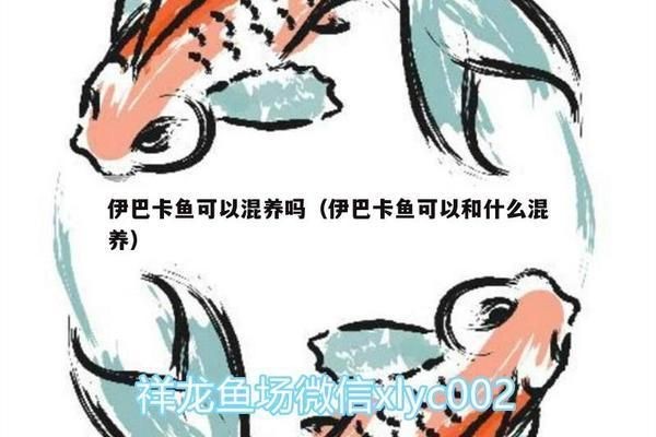 伊巴卡魚混養注意事項：伊巴卡魚在混養時需要注意多個方面以確保它們能夠與其他魚類和諧共處 伊巴卡魚混養注意事項：伊巴卡魚在混養時需要注意多個方面以確保它們能夠與其他魚類和諧共處 龍魚百科 第6張