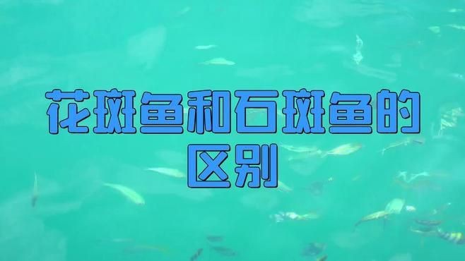 花斑魚和石斑魚的區別 花斑魚和石斑魚的區別 龍魚論壇 第1張