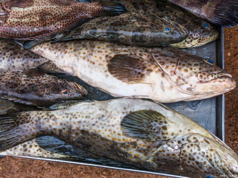 花斑魚和石斑魚的區別 花斑魚和石斑魚的區別 龍魚論壇 第5張