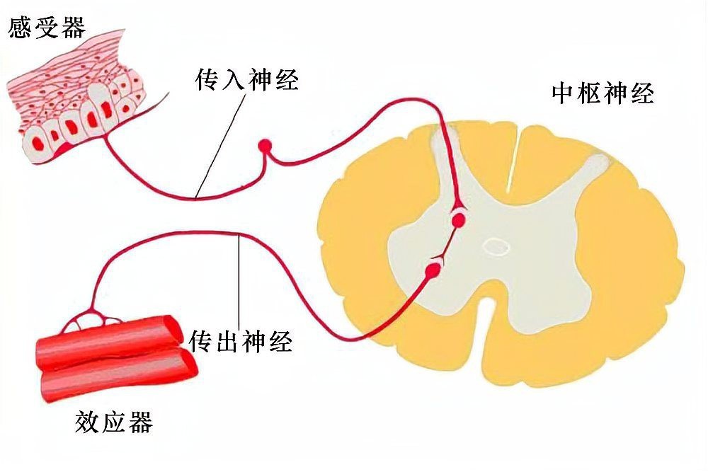 多巴鹽和魚阿法哪個好