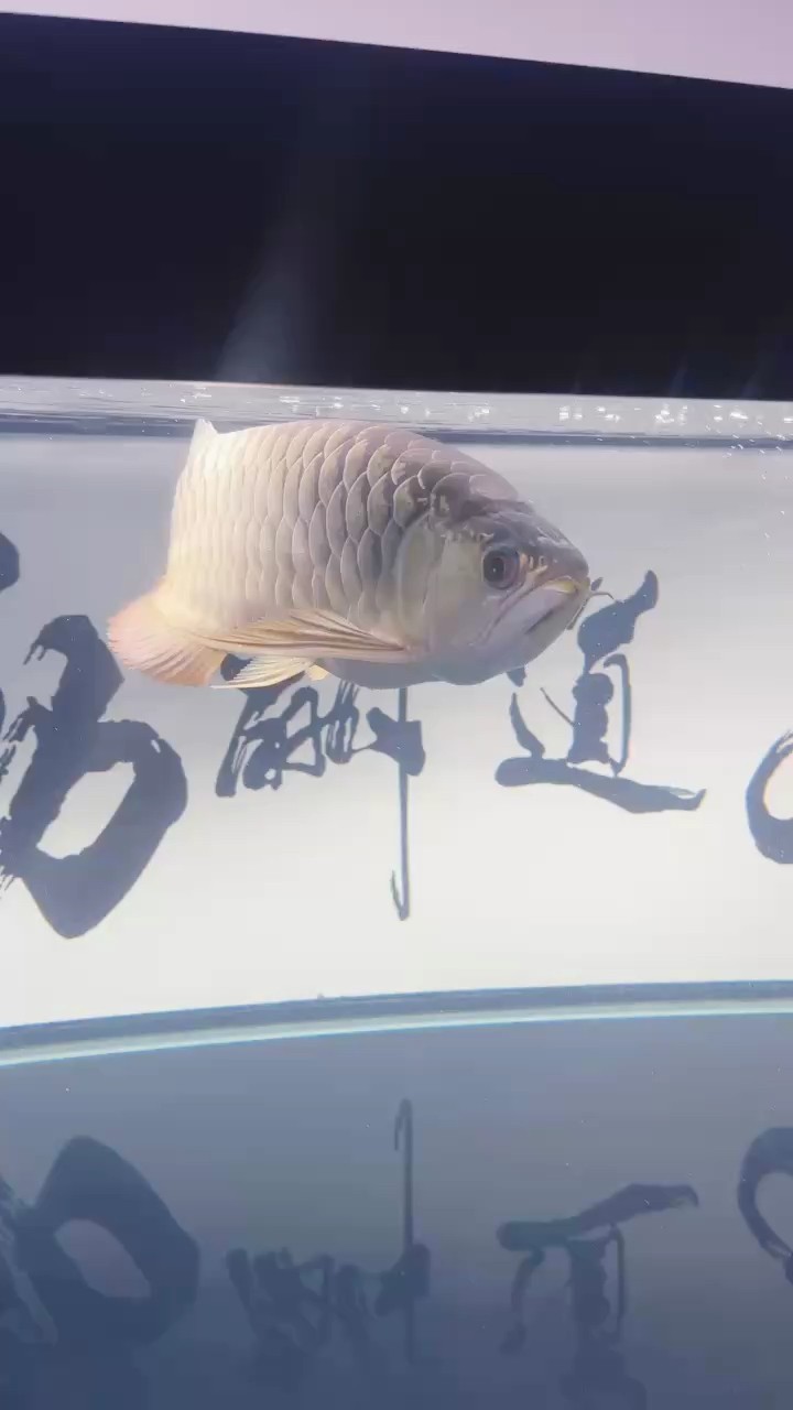 小龍27個月了 小龍27個月了 龍魚論壇