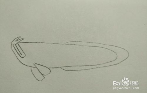 金龍魚該怎么畫（畫金龍魚的詳細步驟）