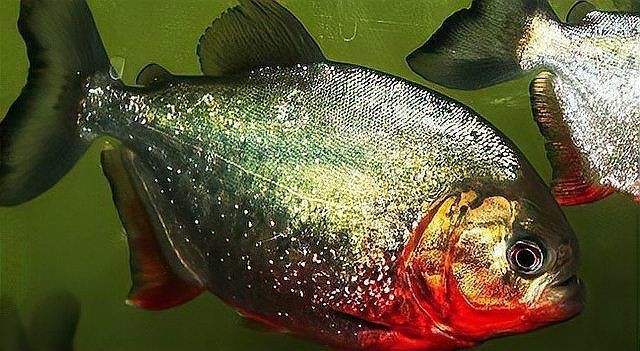 紅鯧魚可以養魚缸嗎 紅鯧魚可以養魚缸嗎 龍魚論壇 第1張