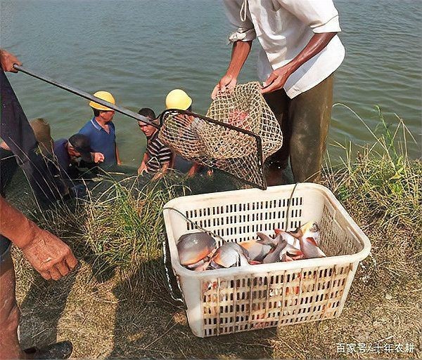 紅鯧魚可以養魚缸嗎 紅鯧魚可以養魚缸嗎 龍魚論壇 第4張