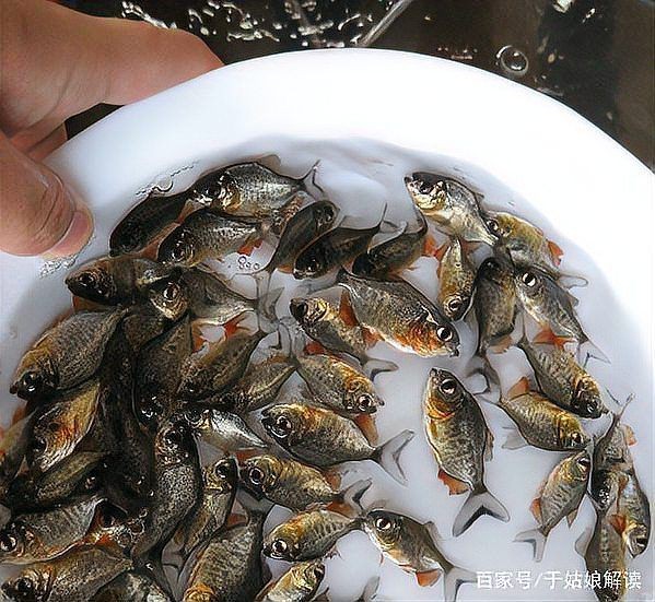 紅鯧魚可以養魚缸嗎 紅鯧魚可以養魚缸嗎 龍魚論壇 第8張