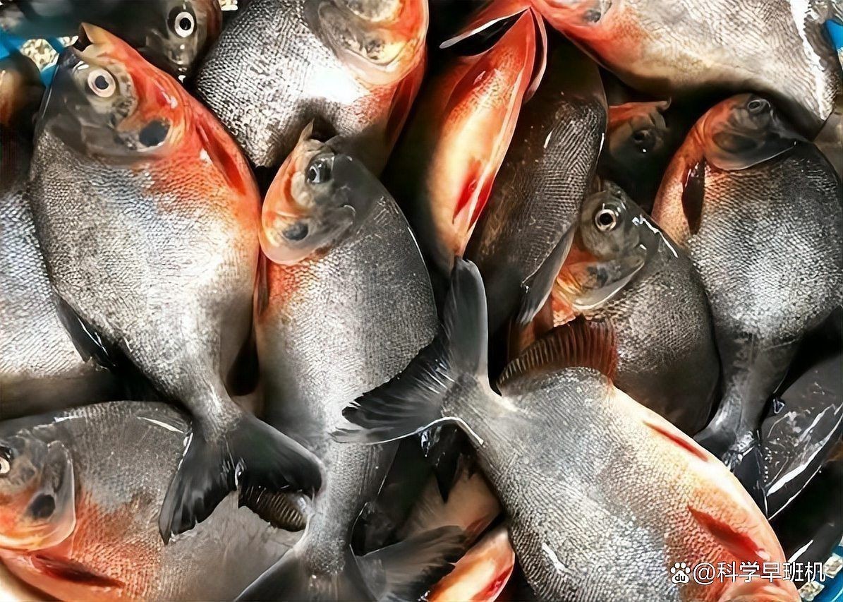 紅鯧魚可以養魚缸嗎 紅鯧魚可以養魚缸嗎 龍魚論壇 第6張