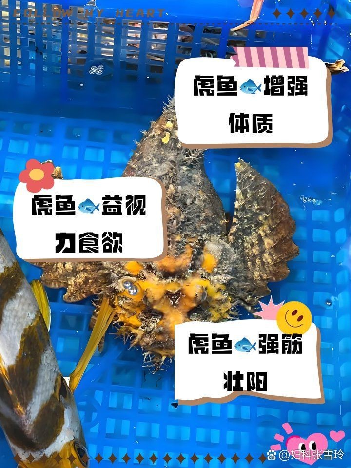 虎魚燉湯功效