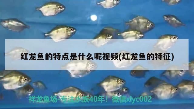 仟湖魚缸是哪里生產的：仟湖魚缸的市場評價如何