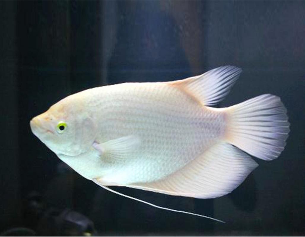 白子招財魚圖片