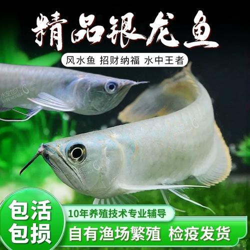 白子招財魚圖片